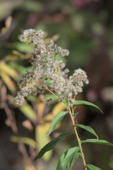 Solidago lepida