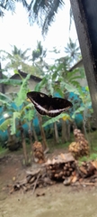 Tanaecia iapis