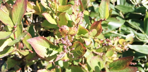 Eubotryoides grayana iNat (3)