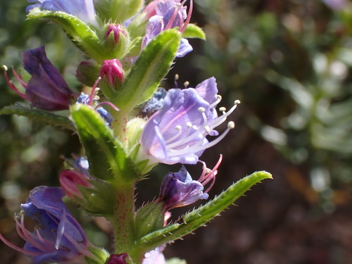 Image of Lobostemon stachydeus by (c) Ren Hoekstra, some rights reserved (CC BY)