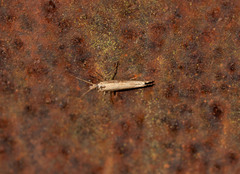 Plutellidae