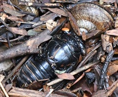 Cryptotympana mandarina