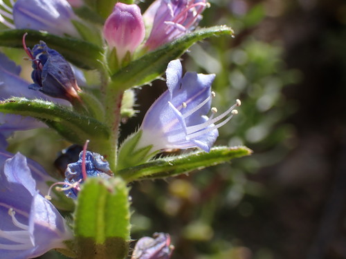 Image of Lobostemon stachydeus by (c) Ren Hoekstra, some rights reserved (CC BY)