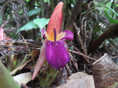 Zingiber kawagoii
