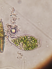 Sessilida