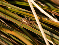 Dolomedes minor