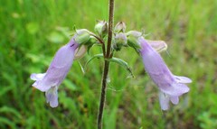 Penstemon gracilis