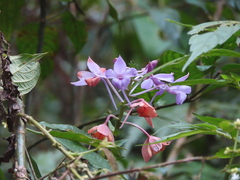 Calanthe masuca