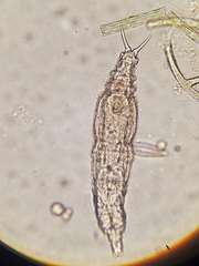 Rotifera