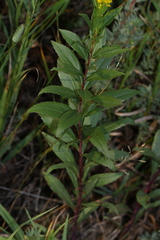 Solidago lepida