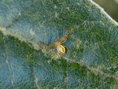 Diaea ambara