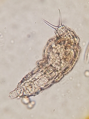 Rotifera