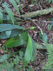 Calanthe speciosa