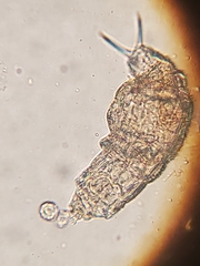 Rotifera