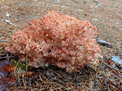 Ramaria rubripermanens