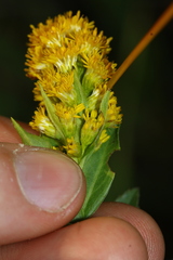 Solidago lepida