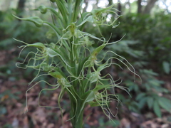 Habenaria pantlingiana