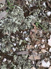 Xanthoparmelia flavescentireagens