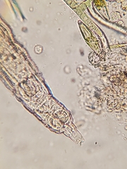 Rotifera