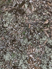 Xanthoparmelia flavescentireagens