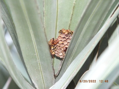 Mischocyttarus mexicanus cubicola