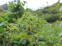 Eleutherococcus trifoliatus