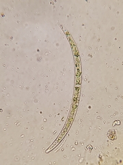 Closterium acutum