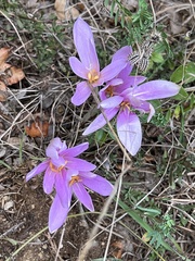Colchicum bivonae