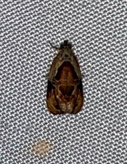 Zomaria interruptolineana