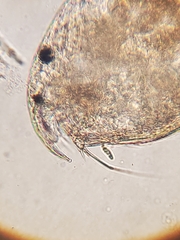 Chydoridae