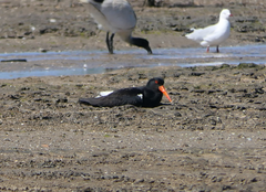 Haematopus longirostris
