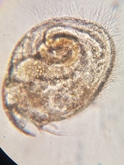 Chydoridae
