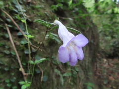 Lysionotus pauciflorus