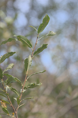 Salix sitchensis