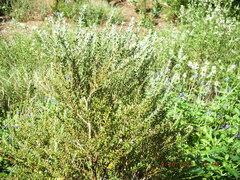 Vaccinioideae