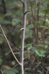 Salix sitchensis