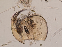 Chydorus