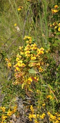 Dillwynia floribunda
