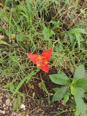 Tigridia pavonia