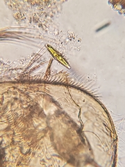 Chydorus