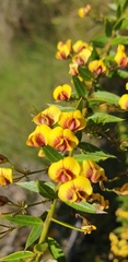 Dillwynia floribunda