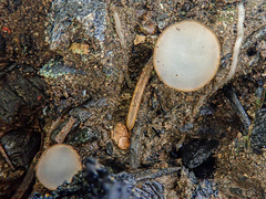 Perilachnea hemisphaerioides