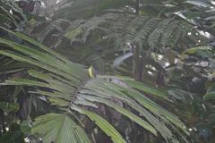 Ramphocelus flammigerus icteronotus