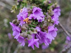 Prostanthera decussata
