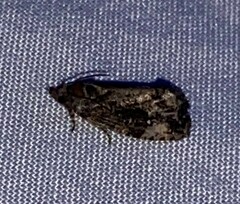 Gymnandrosoma punctidiscanum