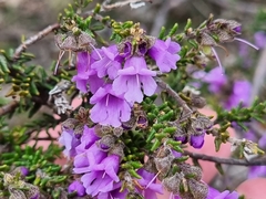 Prostanthera decussata