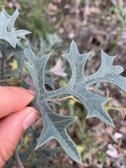 Grevillea dryophylla