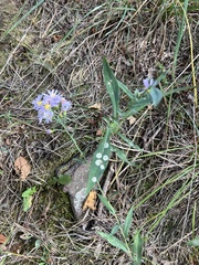Symphyotrichum laeve