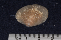 Veneridae