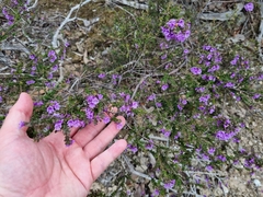 Prostanthera decussata